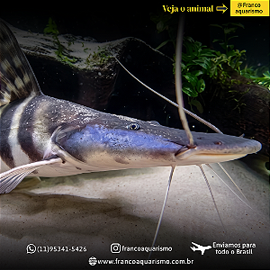 Bagre Tigrinum (Brachyplatystoma Tigrinum) 9-12cm