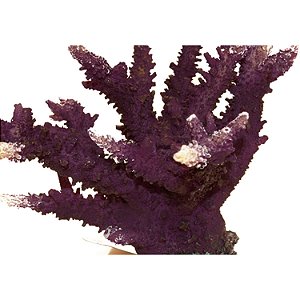 Enfeite de Resina Soma Coral Acropora Horn Purple