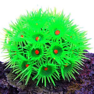 Enfeite de Silicone Soma Coral Goniopora Verde