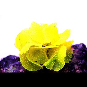 Enfeite de Silicone Soma Coral Mushroom Spotted Amarelo 02