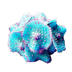 Enfeite de Silicone Soma Coral Ricordea Spotted Azul