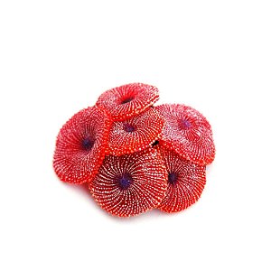 Enfeite de Silicone Soma Coral Ricordea Vermelha 02