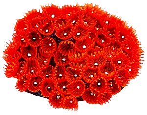 Enfeite de Silicone Soma Coral Zoanthus Colonia Vermelho