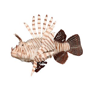 Enfeite de Silicone Soma Jelly Lionfish
