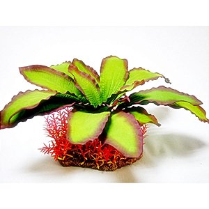 Planta Mix Soma Paisagem 31
