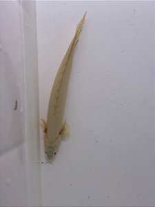 Polypterus Senegalus Semi Platinum 18-22cm