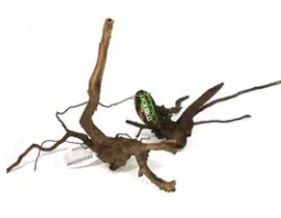 MAXXI RAIZ NEGRA ORNAMENTAL 20 a30CM