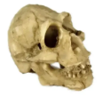 NOMOYPET NS-91 CRANIO NEANDERTAL 5X4,5X3,5CM
