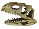 NOMOYPET NS-98 CRANIO DINOSSAURO 18X5,5X11CM