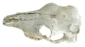 NOMOYPET NS-74 CRANIO BOI 21X7CM