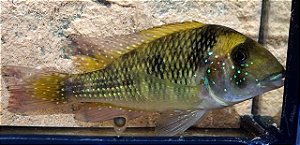 Gynnogeophagus 12-16cm