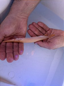 Lepisosteus Albino 18-22cm