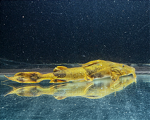Bagre Bagarius Yarelli 20-25cm