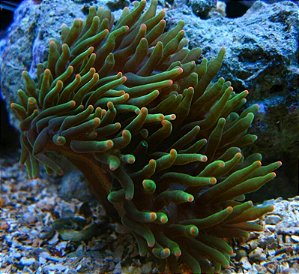 Anemona BBT (Verde das pontas laranjas) Pequena
