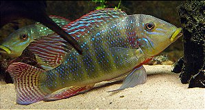 Retroculus xinguensis 13-17cm