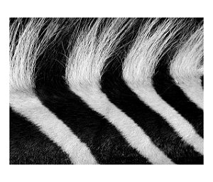 Jogo Americano (Kit 4 Unidades) Nerderia e Lojaria zebra pelagem colorido