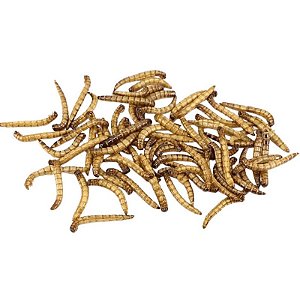 Tenébrio Molitor Desidratado - 50g - 200g - 1kg
