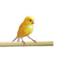 Poleiro de Madeira Frisada 50cm x 8mm 2 Unidades | Injetfour