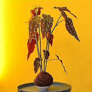 Kokedama Begônia maculata