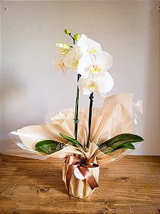 Orquídea Dia das Mães (Cor disponível do Dia)