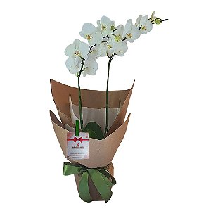 Orquídea Branca