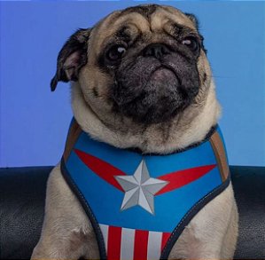 Peitoral Colete Capitão America para Cães e Gatos