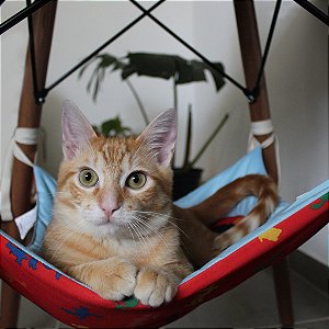 Cama Suspensa - Rede De Descaso para Gatos