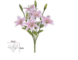 Lily Pink, Stem