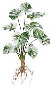 Planta Árvore Artificial Costela De Adão Real Toque C/Raiz X12 Verde 48cm