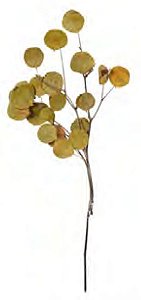 Folhagem Haste Folha Moeda Desidratado Amarelo Dourado 70cm