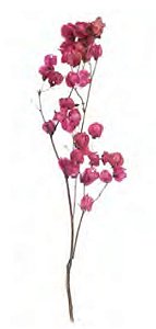 Folhagem Bougainville C/40 Botões Desidratado Natural Rosa 50cm