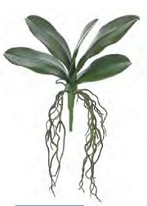 Folhagem Artificial Folha Orquidea Phalaenopsis C/Arame X5 Verde 32cm