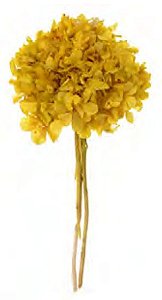 Folhagem Hortensia C/6 Hastes Desidratado Amarelo 25cm