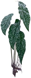 Árvore Artificial Begonia Real Toque C/Raiz X4 Verde 68cm