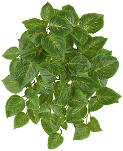 Folhagem Coleus Real Toque Pendurar UV X75 Verde 43cm
