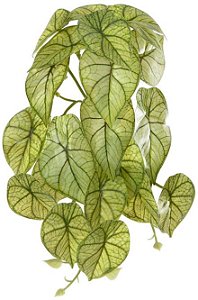 Planta Artificial Folhagem Caladium Pendurar X23 Verde Creme 28cm