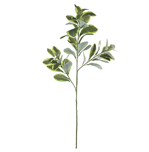 Planta Artificial Galho Clusia Real Toque X47 (verde creme) 75cm