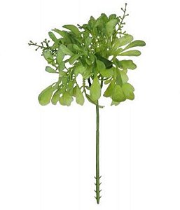 Folhagem Pick Aglaia Suculenta 20 cm