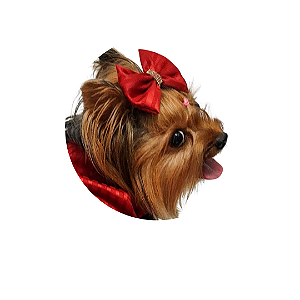 Lacinho Natal Bordô Bico de Pato Gaby Moda Pet