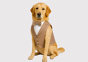 Terno para Cachorro Casamento – Roupa Pet Social para Pajem Bege Escuro Porte Grande