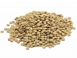 Lentilha Canadense