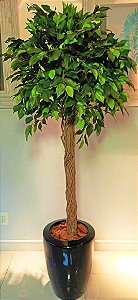Ficus com Vaso de Vibra de Vidro