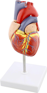 Modelo Anatômico Coração Big
