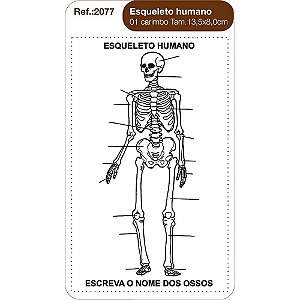 Carimbos Esqueleto Humano c/1 un.