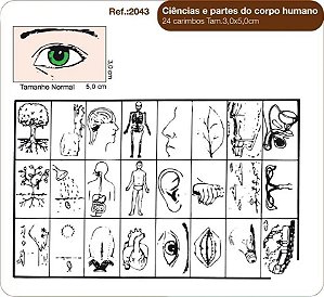 Carimbos Ciências E Partes do Corpo Humano c/24 un.