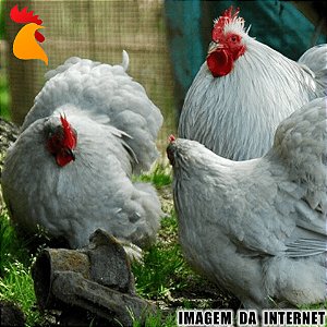 Ovos Mini Cochin Lavanda - Meia Dúzia