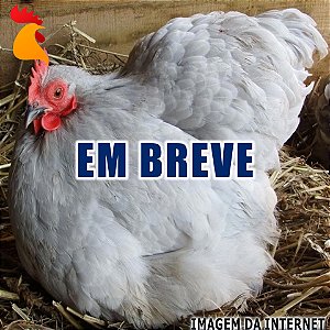 Ovos Mini Cochin Lavanda - Meia Dúzia