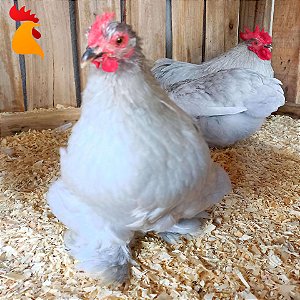 Ovo Mini Cochin Lavanda - Unidade