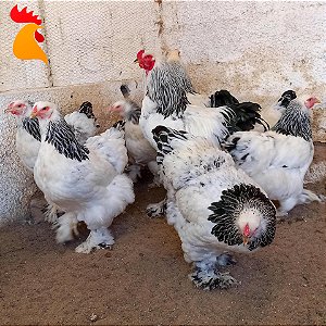 Ovos Brahma Light - Meia Dúzia