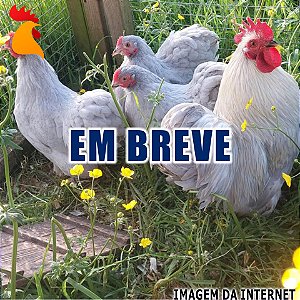 Ovos Mini Cochin Lavanda - Dúzia